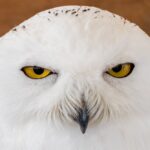 SNOWY OWL