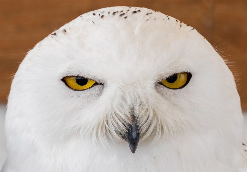 SNOWY OWL