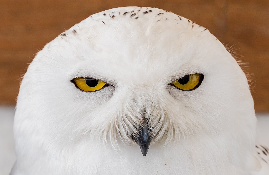 SNOWY OWL